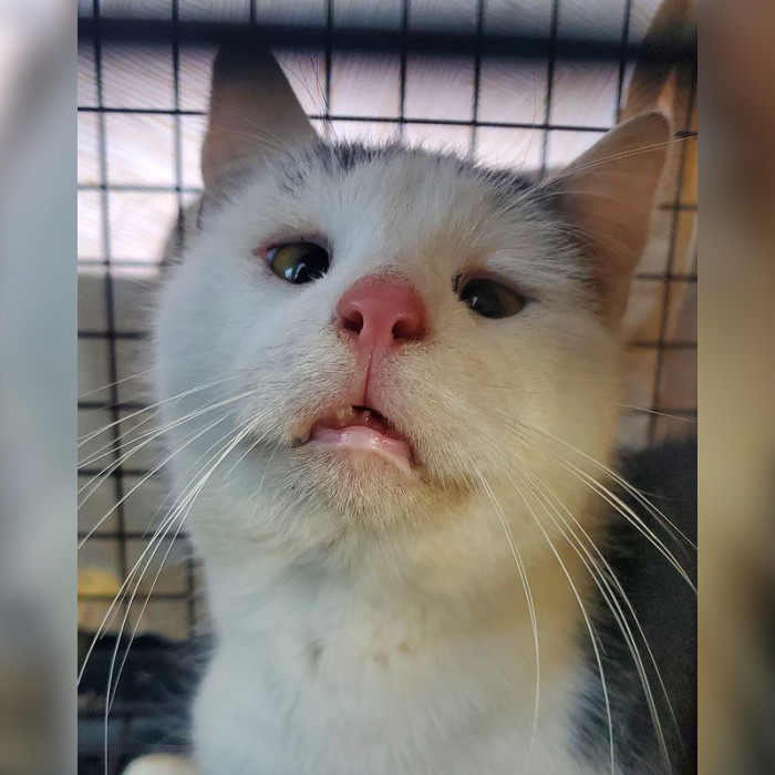 A TNR (trap, neuter, return) rescuer succeeded in catching a cat that strikingly resembled an opossum, ultimately earning the name Possum