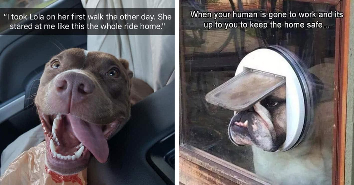 Top 40 Hilarious Dog Memes of the Week Confirm Dogs' Status as Man's Best Friend