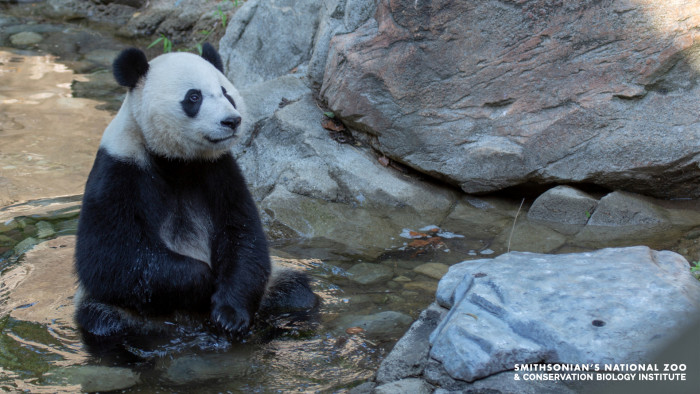 This panda bear is a whole mood just sitting there enjoying the water.