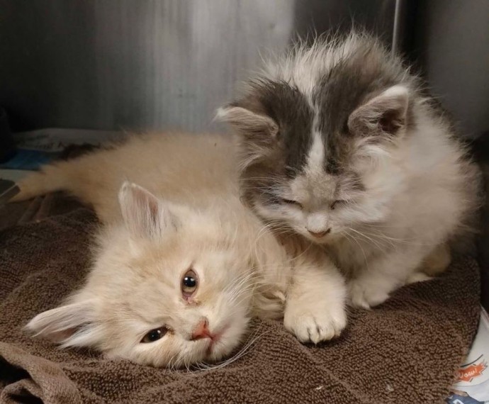 Alley Cat Rescue helped turn the little kittens' luck around.