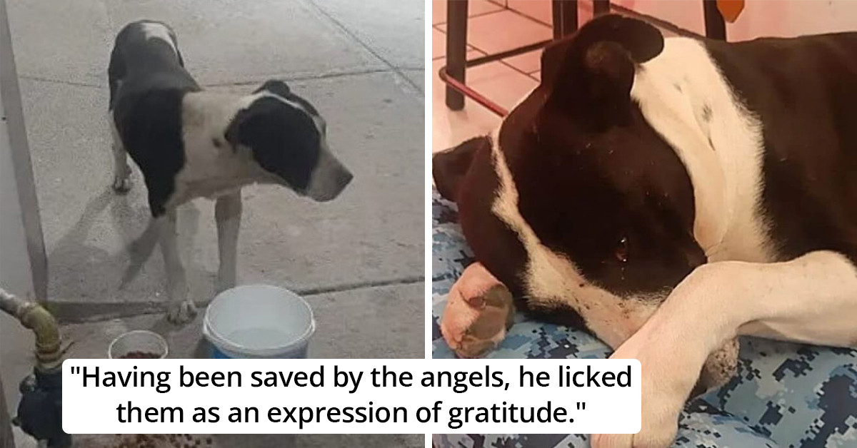 Rescued Street Fighter Dog Breaks Down In Tears After Being Shown Love