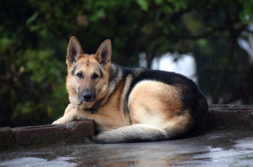 Even a GSD would be disqualified as a guide dog if it had a problem with its temperament.