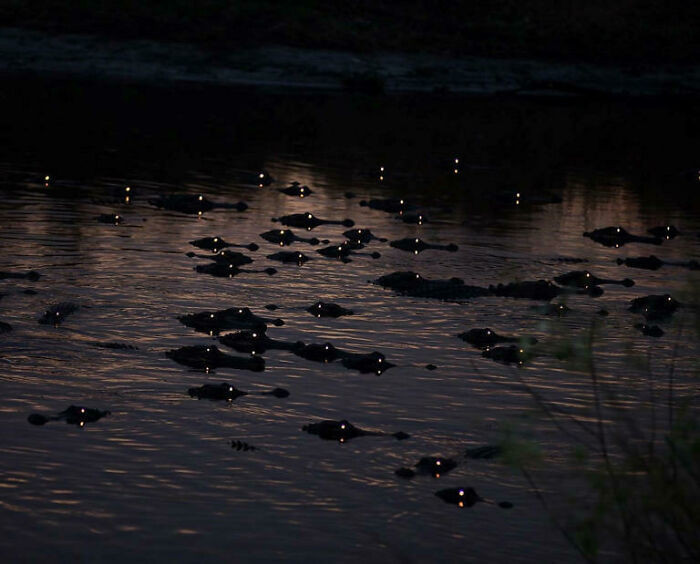 35. At night in Florida, alligators roam.