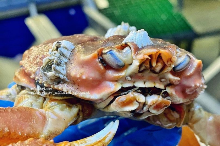 A fisherman found this crab in one of his nets: