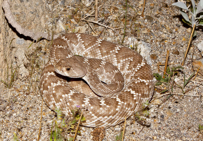 Rattlesnake bites are extremely dangerous for people and animals