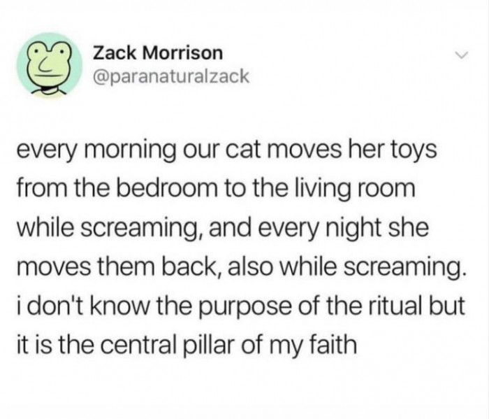 5. A lot of us can definitely relate to that cat