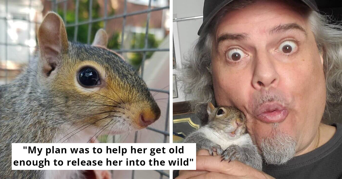 Adorable Baby Squirrel Rejected By Its Mom Decides To Stay With A Man Rather Than Return To The Woods