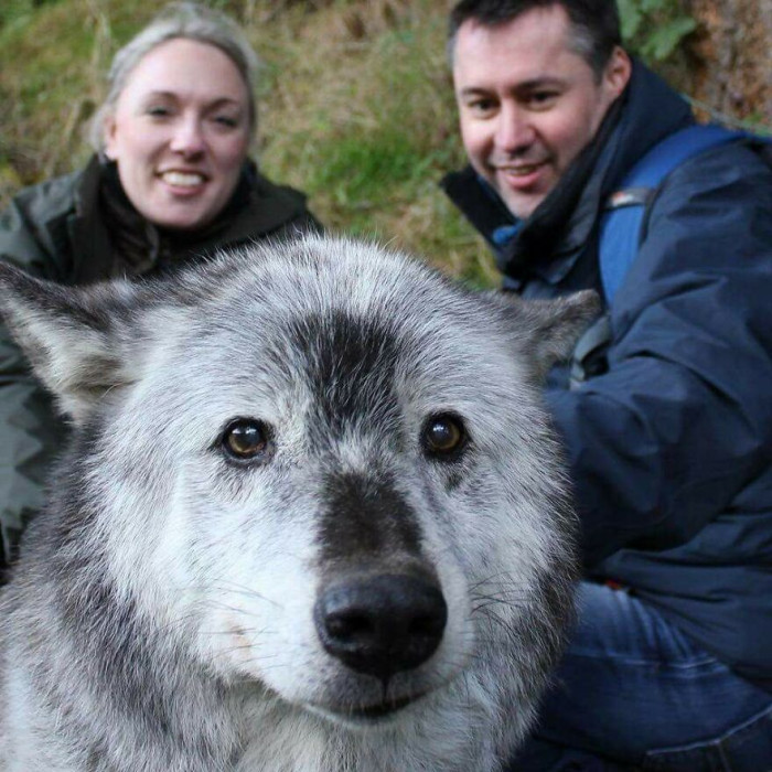 35. 17 Year Old (Then) Canadian Black Wolf. Absolutely Adorable Sweetheart. Her Name Is Madadh