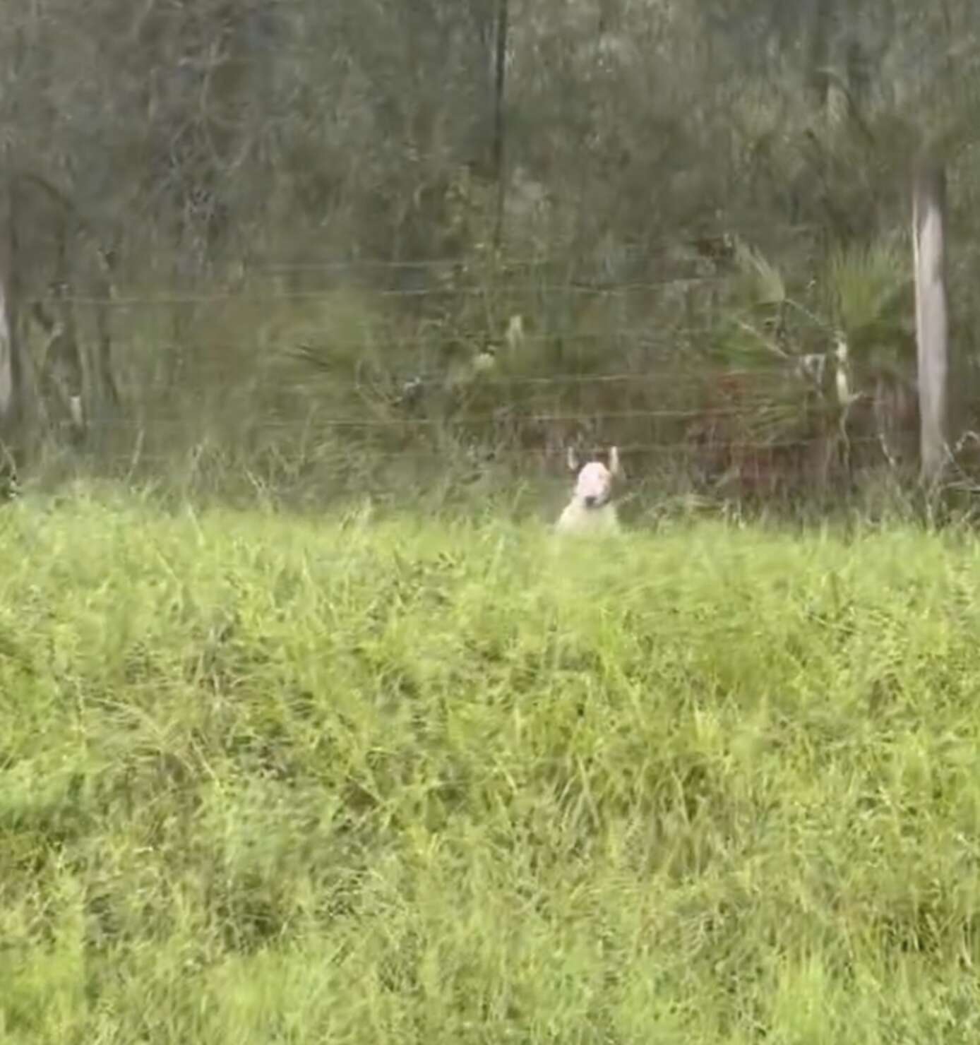 The trooper made his way through the rising floodwaters to the pup.