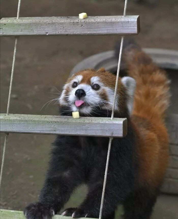 40. Red Panda Blep