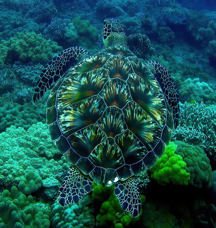 3. “Turtle's shell looks like a fireworks display”