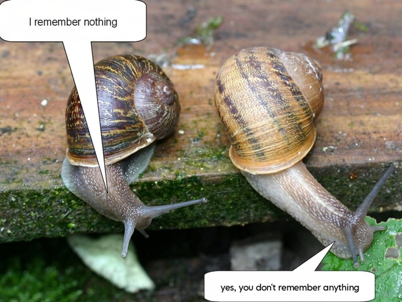 When snails became a science experiment.