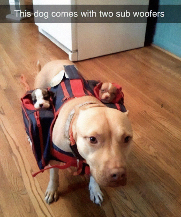 12. Literal subwoofers.