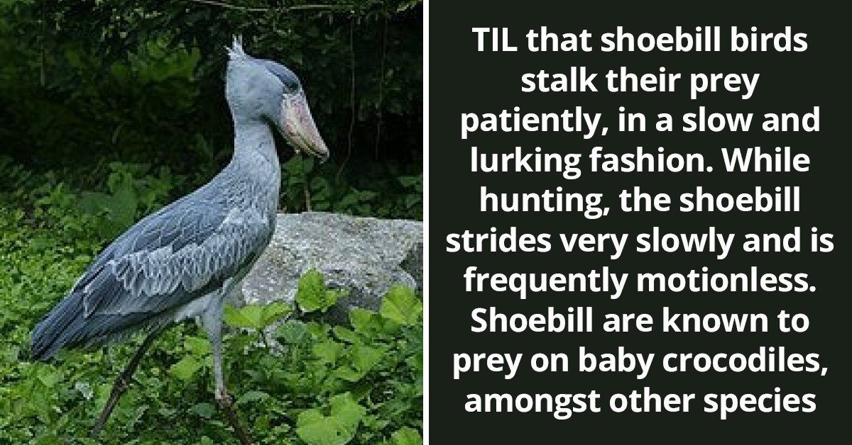 Redditors Learn About Shoebill, A Bird That Stalk Their Prey Patiently While Striding Very Slowly And Is Frequently Motionless