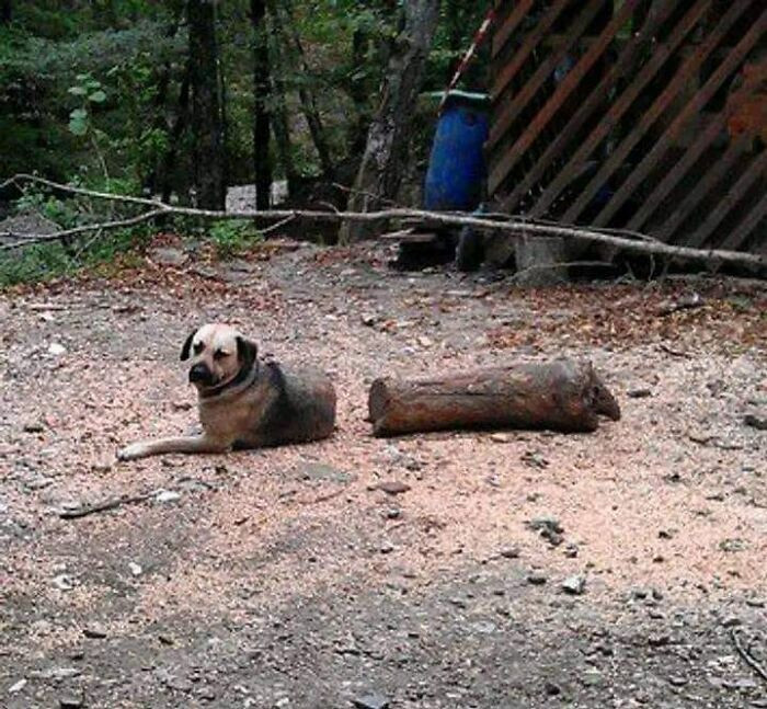 36. Call it a dog log