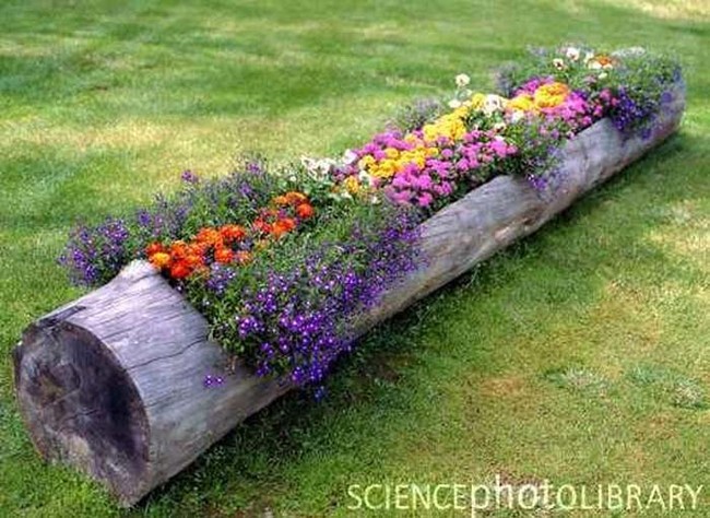 6. Flower Planter: From log to lush garden. This could also serve as an intriguing conversation starter.