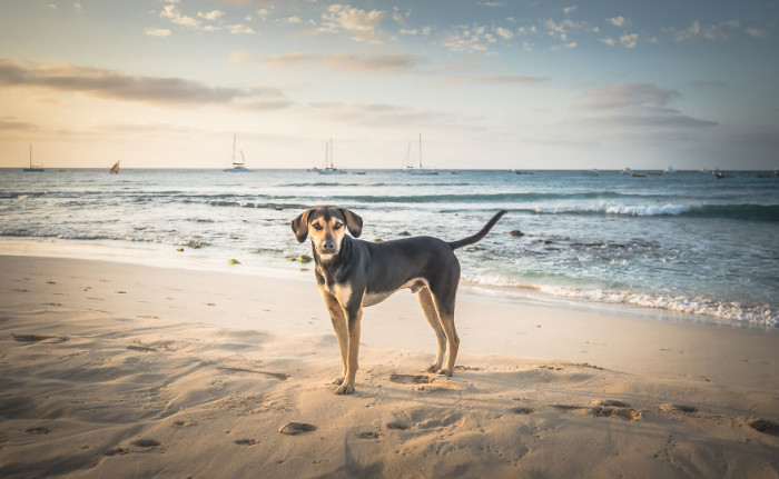 21. Another stray dog captured at the Santa Maria beach