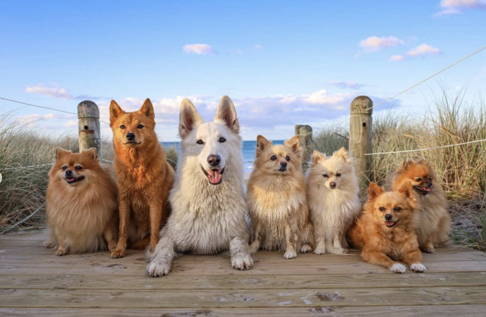 Here’s Tofu with the rest of the pack that they take to the beach!