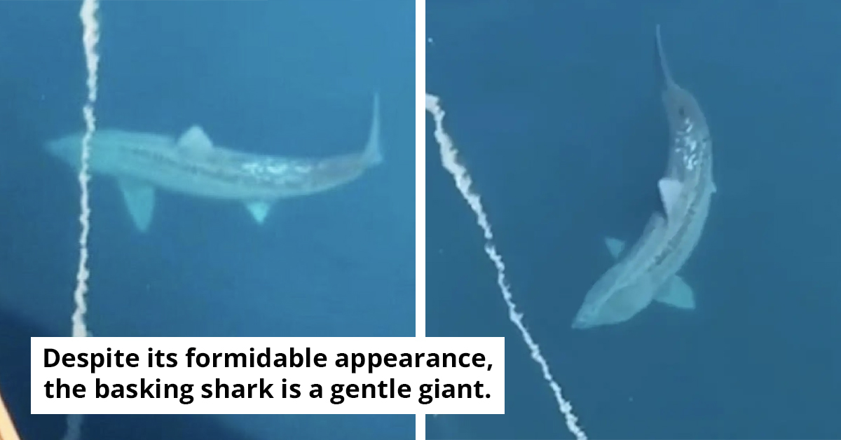Massive Shark Spotted Near New England Coast