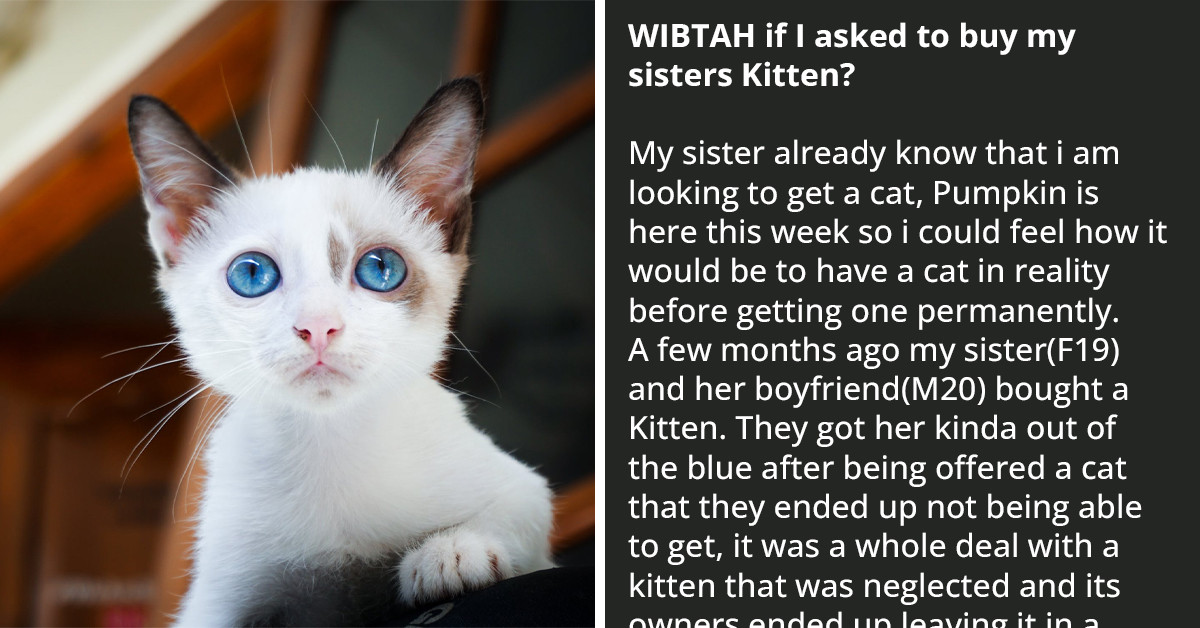 Cat Lover Feels She Will Be A Better Hooman For Her Sister's Kitten