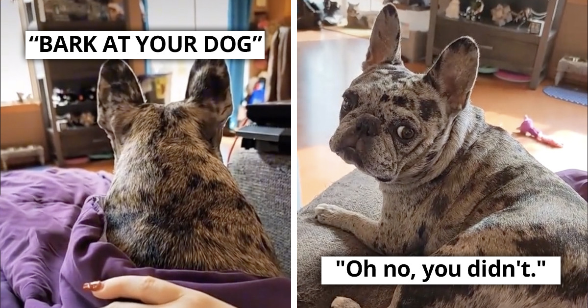 TikTok's “Bark At Your Dog” Challenge May Be The Most Interesting