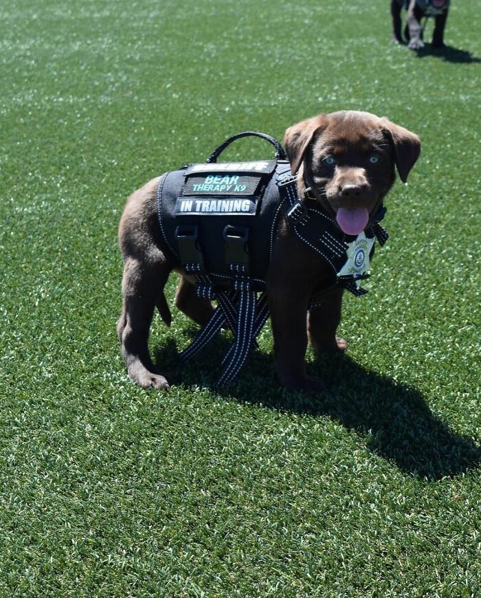 At about eight weeks old, K9 puppies start training and donning huge dog vests