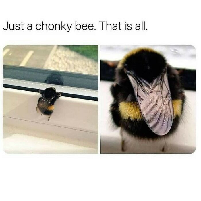 36. Chonky bee