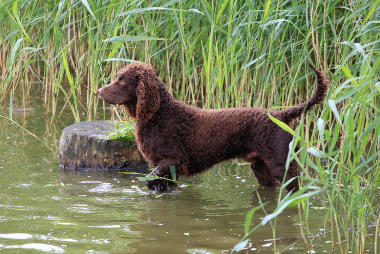 This dog lover from the US has considered their needs and wants an  American Water Spaniel.