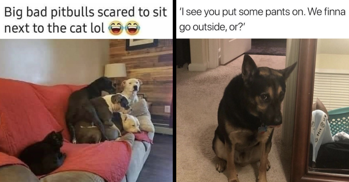 Here Are 26 Adorably Cute Dog Memes To Make You Snort While Still Making You Laugh