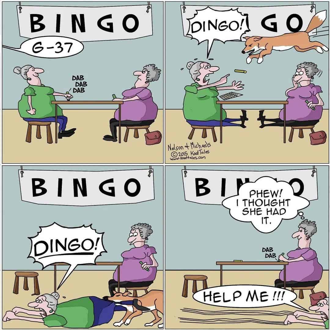 Bingo Dingo