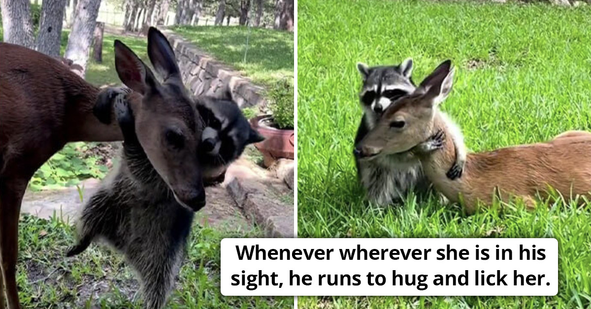 Millions Of Hearts Melted By The Rescued Raccoon's Affectionate Attachment To The Abandoned Fawn (Video)