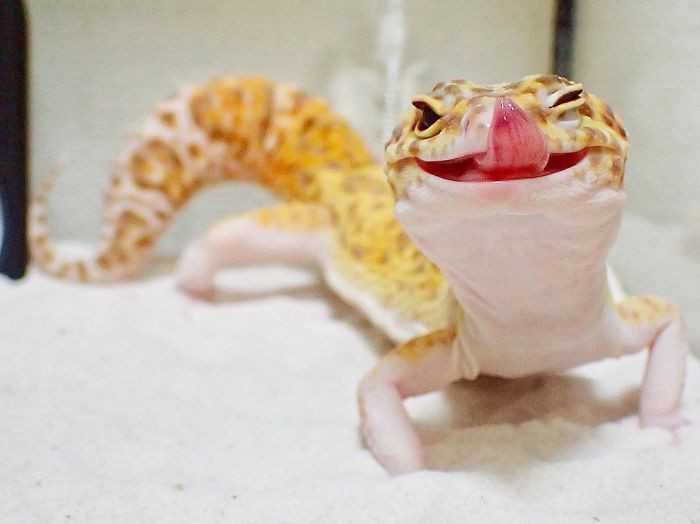 This gecko is adorable though. You can't deny that.