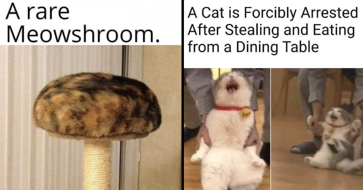 Here Are A Fresh Dose Of Funny Cat Memes That You’ll Have A Swell Time Laughing At