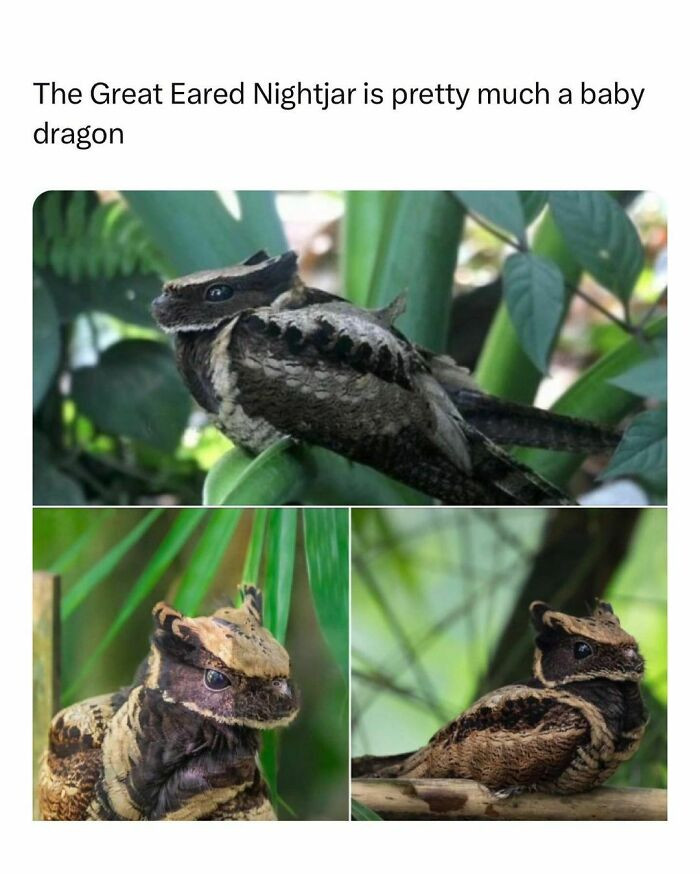 25. Baby Dragon