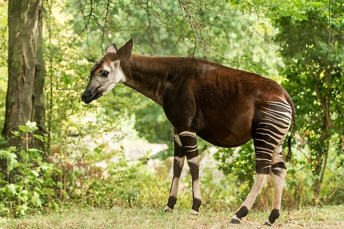 8. Okapi