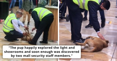 Pupper Challenges Mall Security Guards To A Showdown, Ends Up Being Showered With Belly Rubs