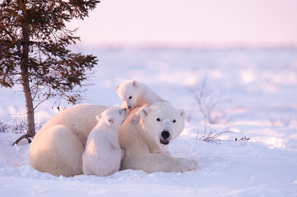 Wapusk National Park, in Manitoba's remote northeastern edge, captures visitors with its dramatic landscapes and diverse wildlife thriving in its harsh environment.
