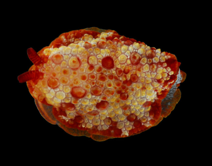 Pizza-Crust Slug (Pleurobranchus Sp, Probably P. Areolatus) Is A Type Of Sea-Slug Of Which Some Specimens Resemble A Pizza