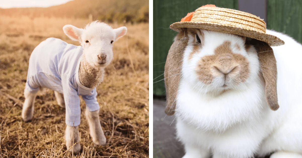 Adorable Farm Animals Demonstrate That Cuteness Is Harmless