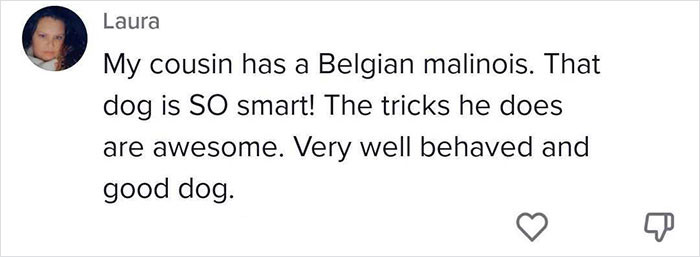 Belgian Malinois being so smart