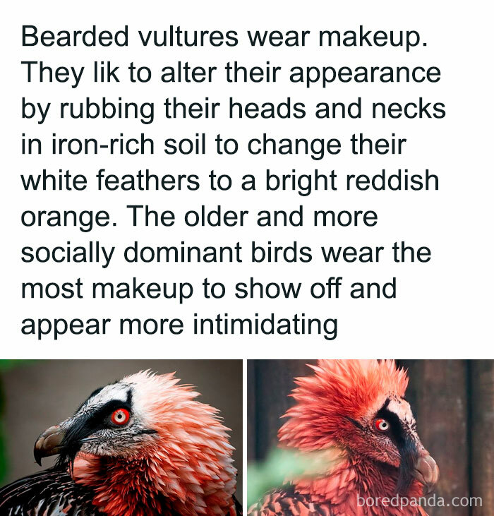 24. The bearded vultures