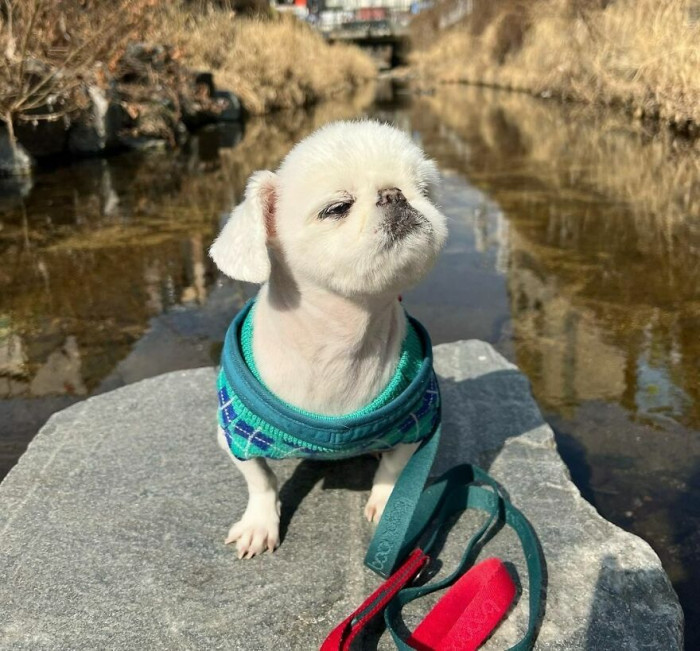 34. Today, On A Spring-Like Day, I Took A Walk With Gucci