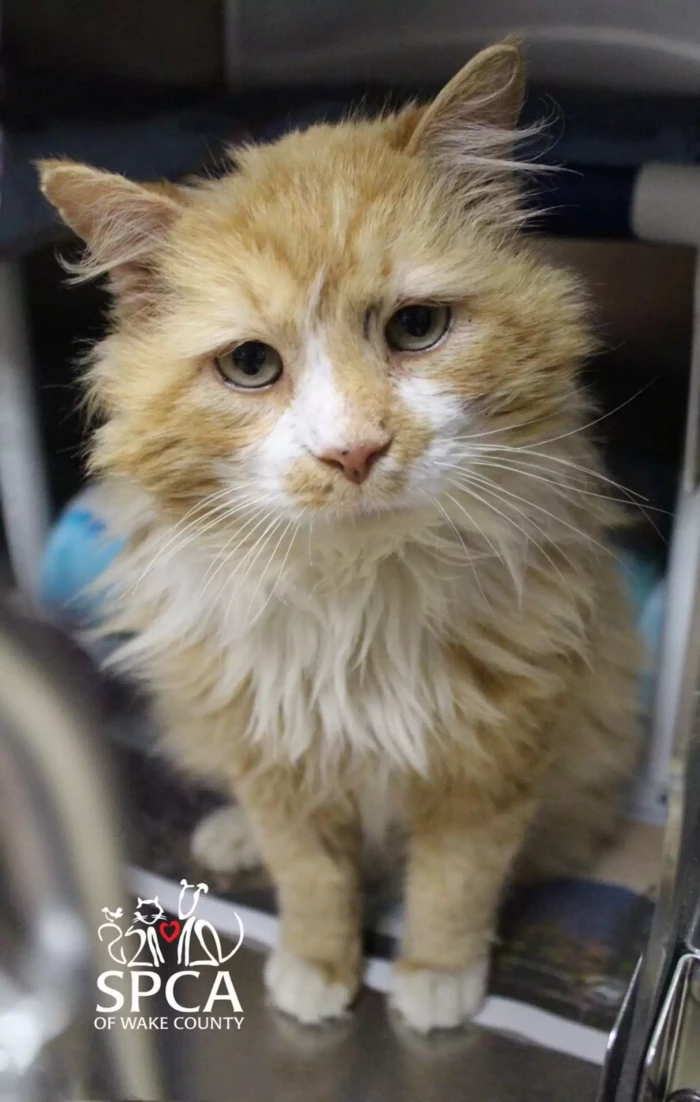 However, his former family wasn't happy to see him. They decided to euthanize him. Luckily, people at SPCA of Wake County had a different vision for him