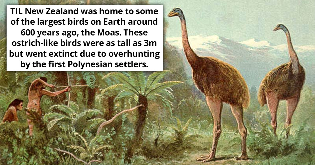 New Zealand Was Home To Moas, One Of The Largest Birds On Earth Around 600 Years Ago But They Were Overhunted To Extinction