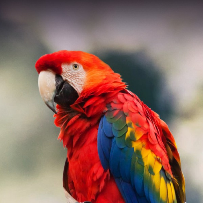 2. Macaw