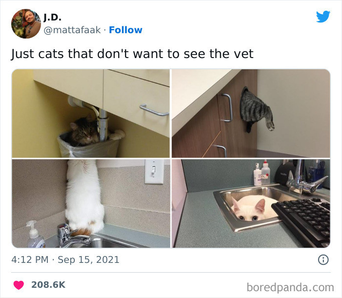 50 Cat Tweets So Funny You'll Be ROFLing For Days