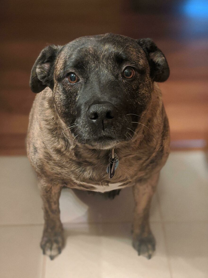 36. My Dad, Who's Not A Dog Person, Recently Adopted A Senior Dog While His Wife Was Looking At Puppies