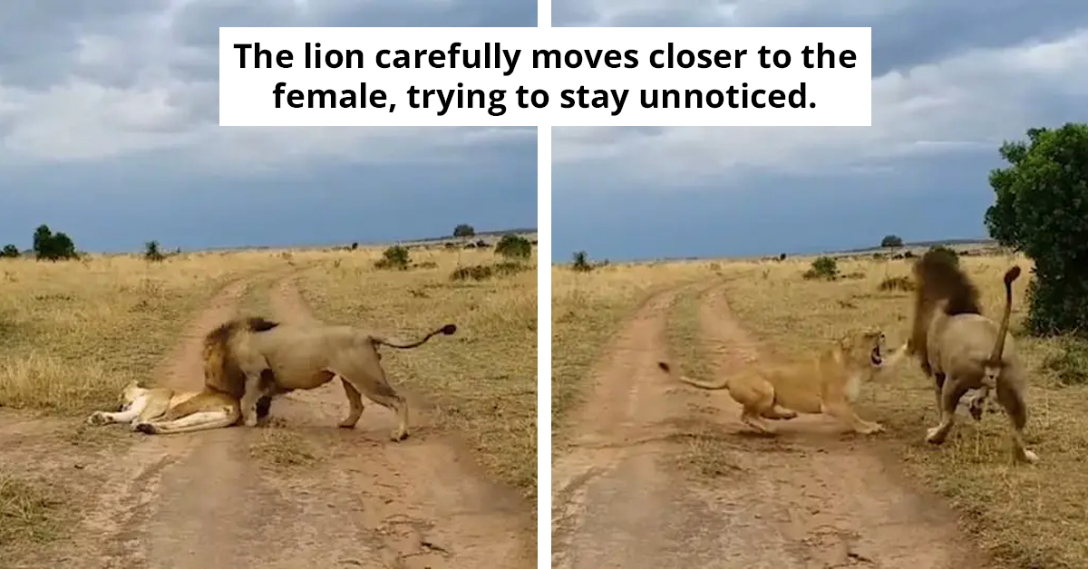 Lion Wakes Lioness With A Bite And Instantly Regrets It