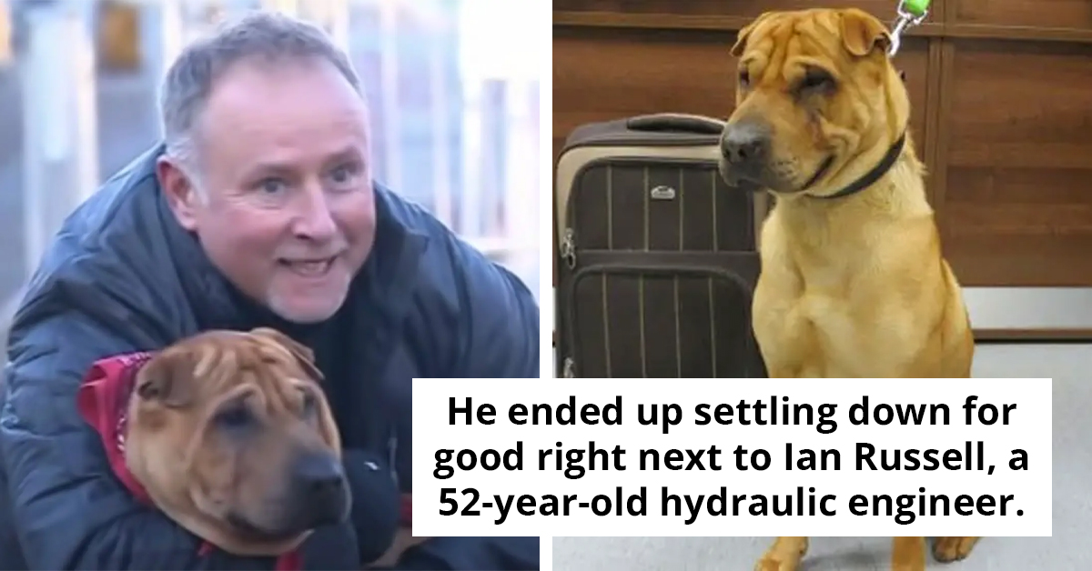 Abandoned Dog Found At Train Station With A Suitcase Of Personal Belongings