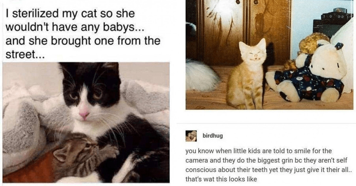 15 Quirky And Funny Tumblr Animal Posts That Will Make Your Day